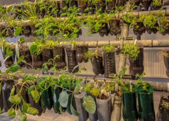 Horta sustentável: reutilização de lixo doméstico transforma resíduos em alimentos em 30 dias