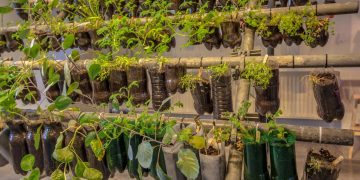 Horta sustentável: reutilização de lixo doméstico transforma resíduos em alimentos em 30 dias