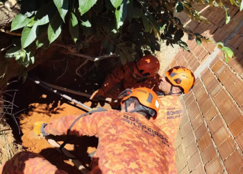 Bombeiros resgatam cadela cega e seus sete filhotes presos em buraco em Petrópolis