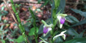 Descoberta de planta rara reforça importância da Rebio Araras na conservação da Mata Atlântica