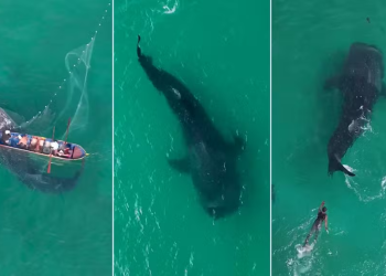 Tubarão-baleia preso em rede é libertado na Região dos Lagos após monitoramento