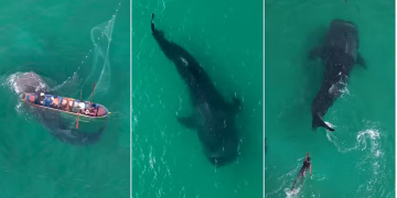 Tubarão-baleia preso em rede é libertado na Região dos Lagos após monitoramento