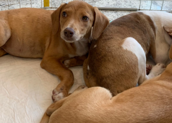 Shopping Nova Iguaçu realiza campanha de adoção de cães e gatos neste domingo