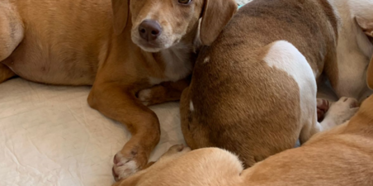 Shopping Nova Iguaçu realiza campanha de adoção de cães e gatos neste domingo