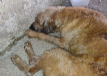 Vereador registra morte de cachorro por atropelamento na Pavuna; Maia pede punição