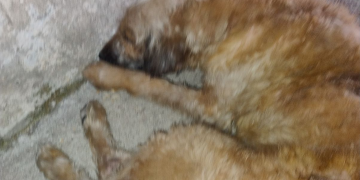 Vereador registra morte de cachorro por atropelamento na Pavuna; Maia pede punição