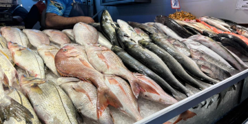 Governo do Estado reforça fiscalização de pescado na Semana Santa para garantir segurança e qualidade