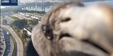 Urubu faz pouso inusitado em câmera de trânsito na Linha Vermelha, no Rio