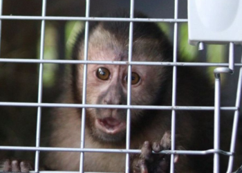 Projeto da Light reintroduz filhote de macaco-prego no Jardim Botânico do Rio