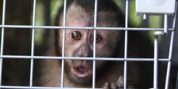 Projeto da Light reintroduz filhote de macaco-prego no Jardim Botânico do Rio