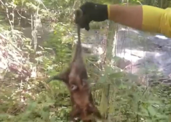 Guarda-parques reintroduzem gambás-de-orelha-preta no Parque Estadual da Pedra Branca