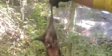 Guarda-parques reintroduzem gambás-de-orelha-preta no Parque Estadual da Pedra Branca