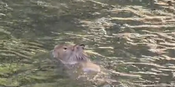 Capivara é vista no canal da Tijuca e confirmada como habitat natural pelos órgãos ambientais