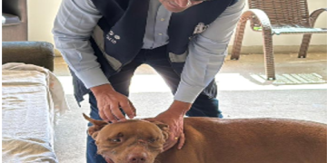 Vereador do Rio resgata pitbull envolvido em ataque a jovem em Campo Grande