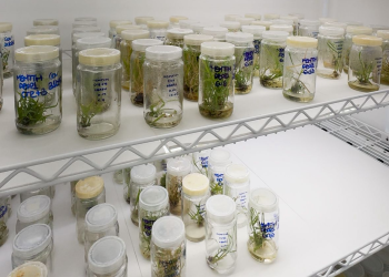 Pesquisadores da UFRJ identificam genes-chave para melhorar produtividade e sustentabilidade das plantas