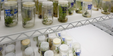 Pesquisadores da UFRJ identificam genes-chave para melhorar produtividade e sustentabilidade das plantas