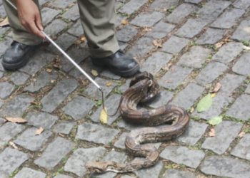 Inea realiza soltura de duas jiboias no Parque Estadual da Pedra Branca