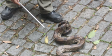 Inea realiza soltura de duas jiboias no Parque Estadual da Pedra Branca