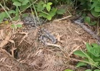 Filhotes de jiboia são resgatados em universidade na Baixada Fluminense