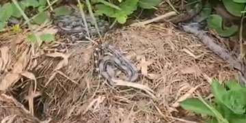 Filhotes de jiboia são resgatados em universidade na Baixada Fluminense