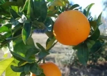 Pesquisadores brasileiros desenvolvem biodetergente para prolongar vida útil de frutas e reduzir perdas