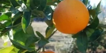 Pesquisadores brasileiros desenvolvem biodetergente para prolongar vida útil de frutas e reduzir perdas