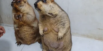 Vídeo de marmotas domesticadas reacende debates sobre importação e maus-tratos no Brasil