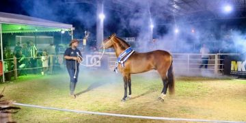 Leilão de Mangalarga Marchador reforça o setor equestre no Parque Rural de Niterói