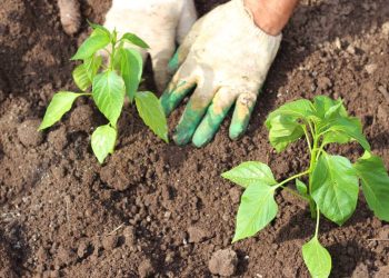 Agricultura regenerativa em alta: práticas tradicionais resgatadas em 2026