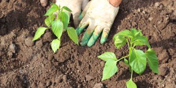 Agricultura regenerativa em alta: práticas tradicionais resgatadas em 2026