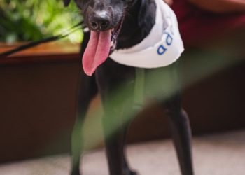 Recreio Shopping realiza Cine Pets com concurso de fantasias inspirado em Super Mario Galaxy