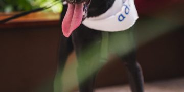 Recreio Shopping realiza Cine Pets com concurso de fantasias inspirado em Super Mario Galaxy