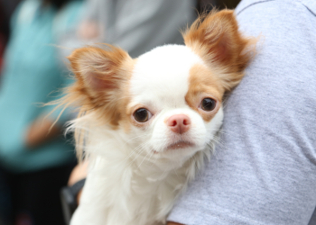 Lei define guarda compartilhada de pets em processos de separação no Brasil