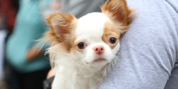 Lei define guarda compartilhada de pets em processos de separação no Brasil