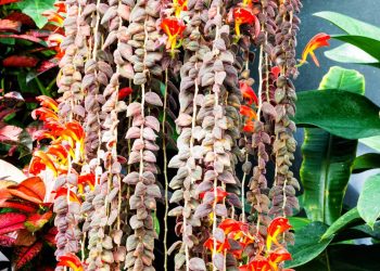 Columéia-peixinho: planta pendente que valoriza vasos suspensos com cuidado adequado