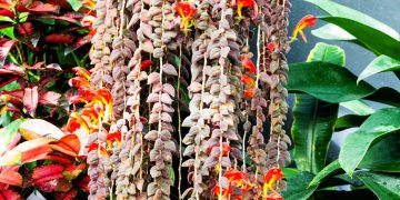 Columéia-peixinho: planta pendente que valoriza vasos suspensos com cuidado adequado