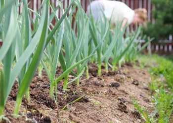 Alho é fácil de cultivar em casa e fortalece saúde cardiovascular e imunidade