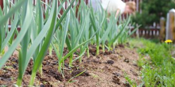 Alho é fácil de cultivar em casa e fortalece saúde cardiovascular e imunidade
