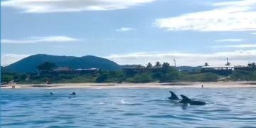 Grupo de 50 golfinhos-nariz-de-garrafa é avistado na Praia de Itaipu, Niterói