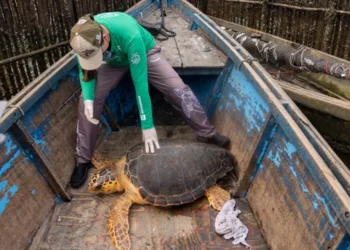 Tartarugas-cabeçuda são avistadas na Baía de Guanabara em operação conjunta de pesquisadores e pescadores