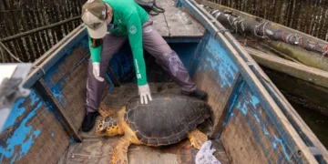 Tartarugas-cabeçuda são avistadas na Baía de Guanabara em operação conjunta de pesquisadores e pescadores