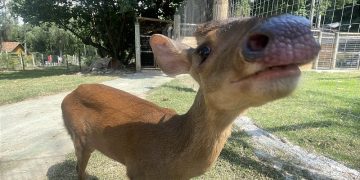 BioParque do Rio abre votação para nome de novo veado-catingueiro durante feriado de abril