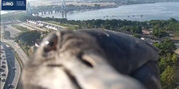 Urubu-de-cabeça-preta protagoniza momento inusitado em frente às câmeras na Linha Vermelha