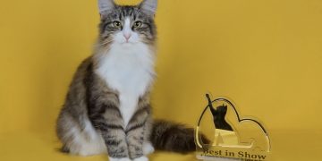 Exposição de gatos no Hebraica Rio destaca raças, adoção e bem-estar animal