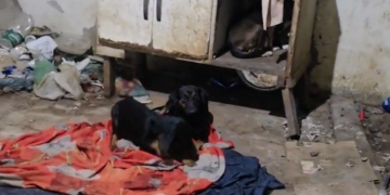 Resgate de 15 cães em situação de abandono e insalubridade em imóvel na Zona Oeste do Rio