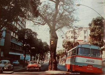 Árvore centenária de São Cristóvão, símbolo de resistência, foi derrubada em 1995