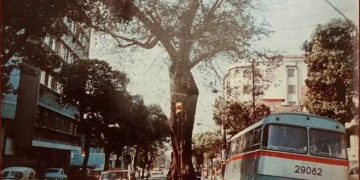 Árvore centenária de São Cristóvão, símbolo de resistência, foi derrubada em 1995