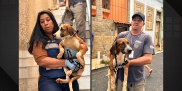 Doze animais resgatados em apartamento na Zona Norte do Rio após a morte do proprietário
