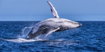 Niterói inaugura temporada de observação de baleias com foco em turismo sustentável