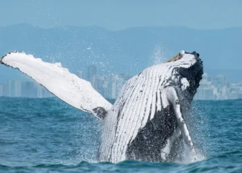 Prado, na Bahia, registra aumento de turistas para observação das baleias-jubarte entre julho e novembro